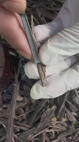 Bukhour Sioufi Hindi